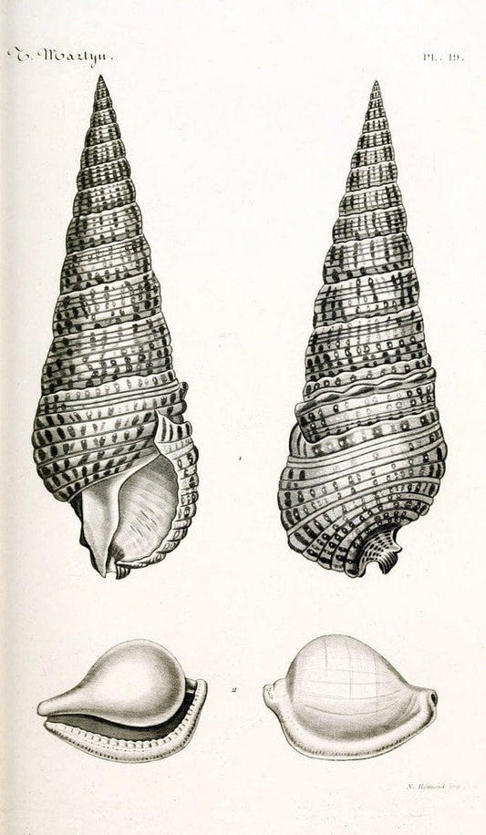 BibliothÃ¨que conchyliologique. Paris,A. Franck,1845-1846.  | "Catalogs and collections" Mollusks Shells  | Vintage Print Reproduction 460816