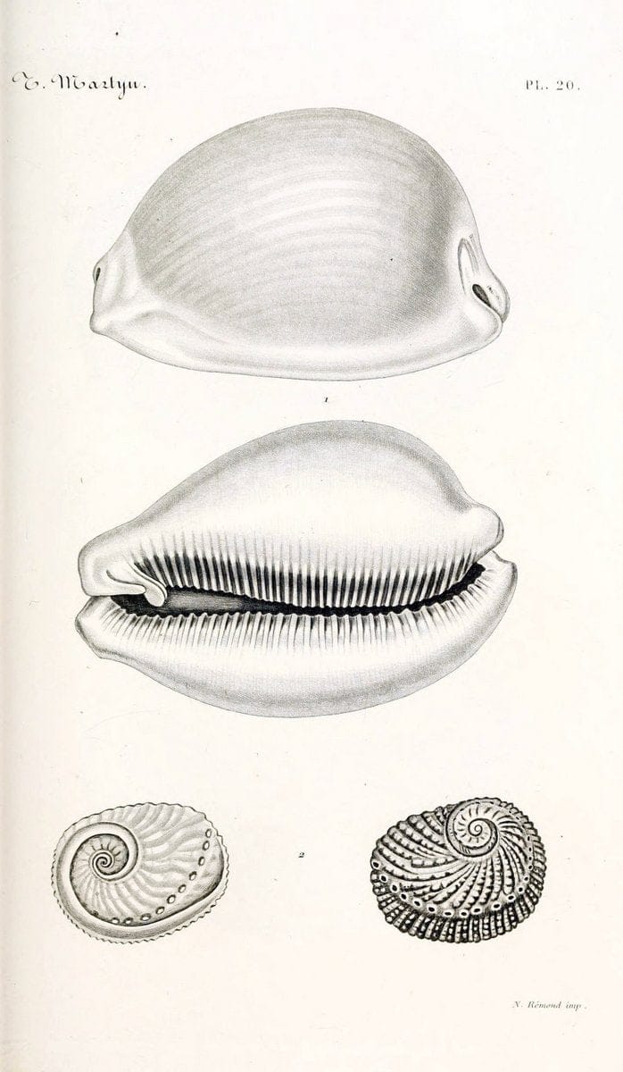 BibliothÃ¨que conchyliologique. Paris,A. Franck,1845-1846.  | "Catalogs and collections" Mollusks Shells  | Vintage Print Reproduction 460817