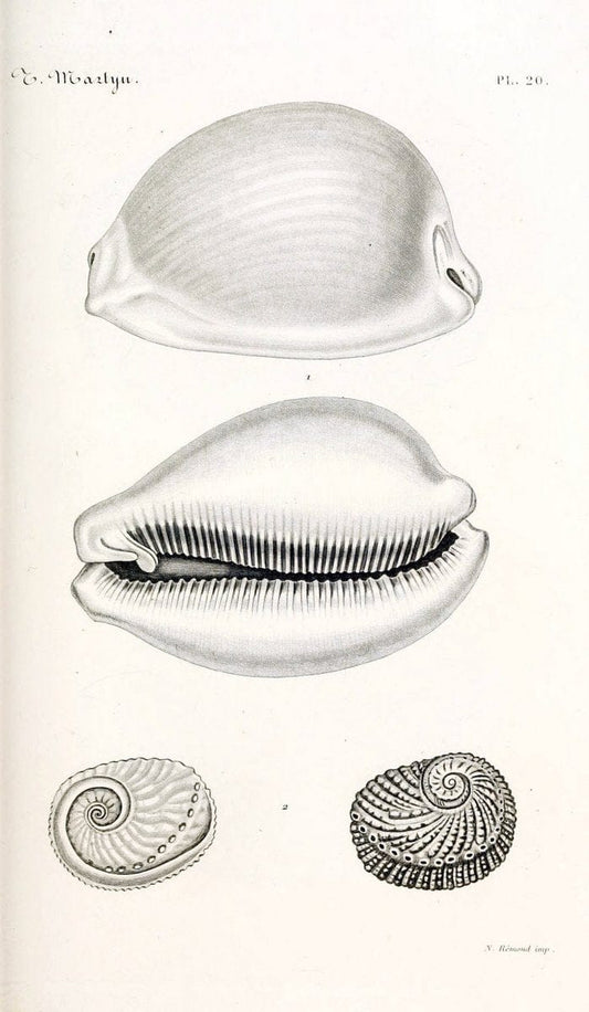 BibliothÃ¨que conchyliologique. Paris,A. Franck,1845-1846.  | "Catalogs and collections" Mollusks Shells  | Vintage Print Reproduction 460817