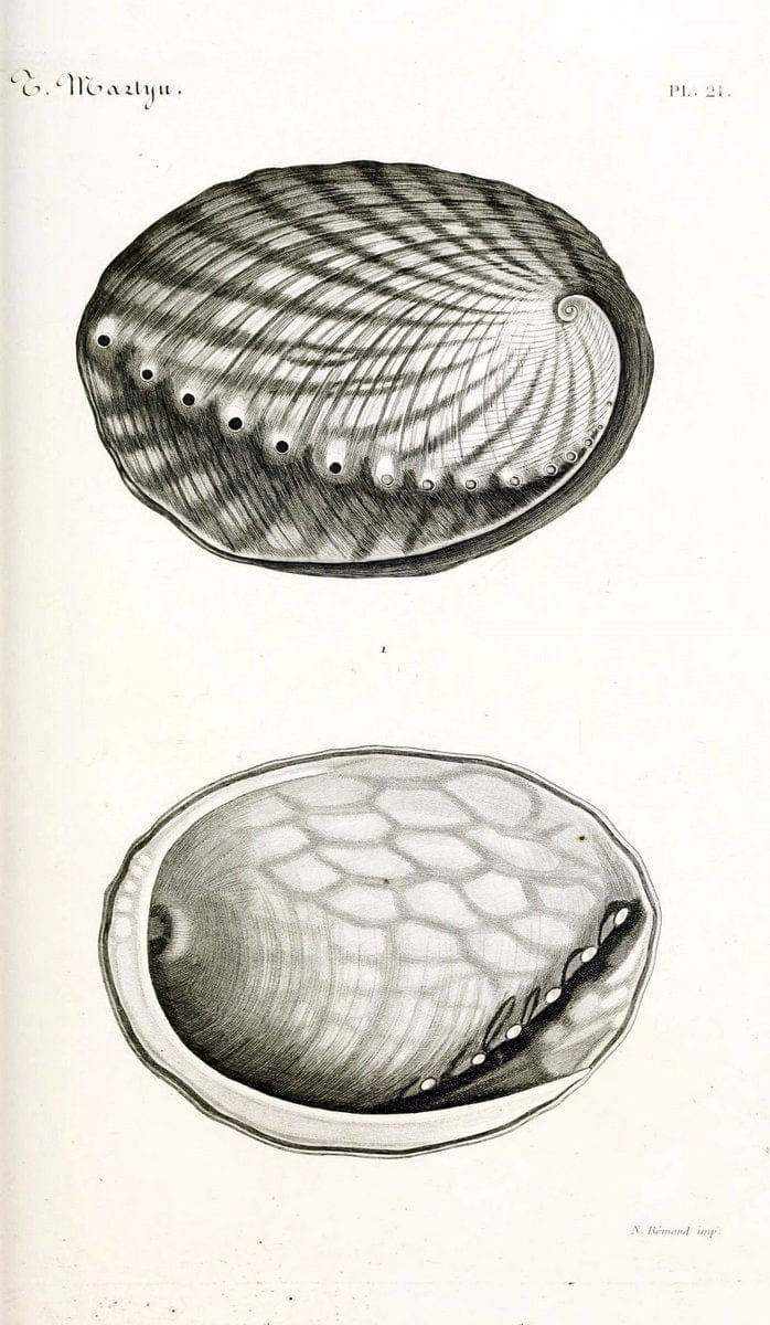 BibliothÃ¨que conchyliologique. Paris,A. Franck,1845-1846.  | "Catalogs and collections" Mollusks Shells  | Vintage Print Reproduction 460818