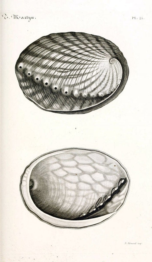BibliothÃ¨que conchyliologique. Paris,A. Franck,1845-1846.  | "Catalogs and collections" Mollusks Shells  | Vintage Print Reproduction 460818