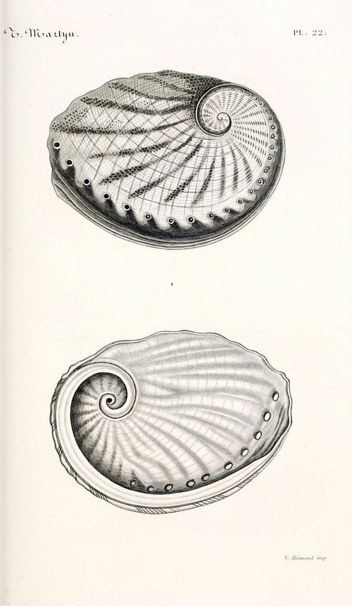 BibliothÃ¨que conchyliologique. Paris,A. Franck,1845-1846.  | "Catalogs and collections" Mollusks Shells  | Vintage Print Reproduction 460819