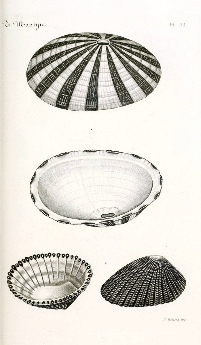 BibliothÃ¨que conchyliologique. Paris,A. Franck,1845-1846.  | "Catalogs and collections" Mollusks Shells  | Vintage Print Reproduction 460820
