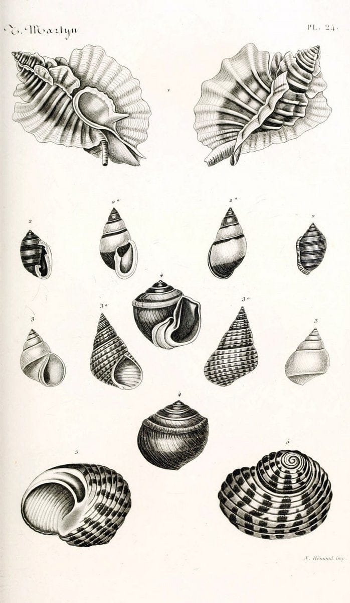 BibliothÃ¨que conchyliologique. Paris,A. Franck,1845-1846.  | "Catalogs and collections" Mollusks Shells  | Vintage Print Reproduction 460821