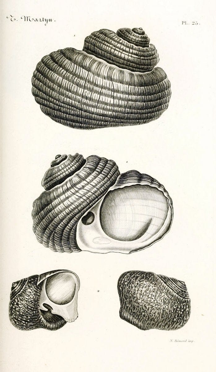 BibliothÃ¨que conchyliologique. Paris,A. Franck,1845-1846.  | "Catalogs and collections" Mollusks Shells  | Vintage Print Reproduction 460822