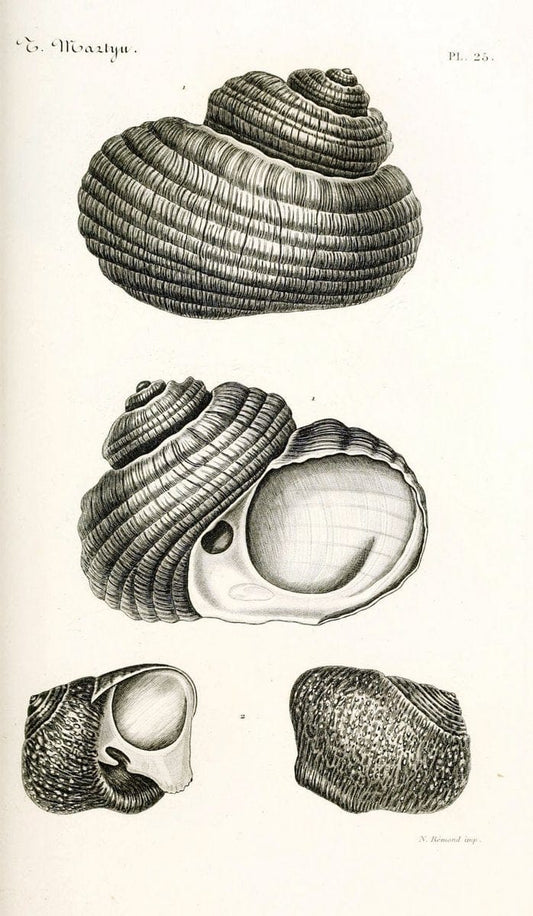 BibliothÃ¨que conchyliologique. Paris,A. Franck,1845-1846.  | "Catalogs and collections" Mollusks Shells  | Vintage Print Reproduction 460822