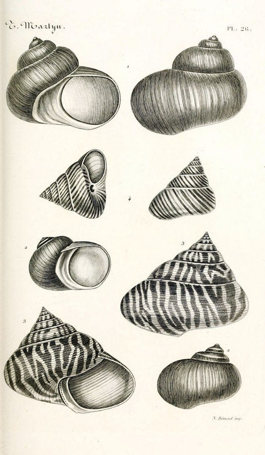 BibliothÃ¨que conchyliologique. Paris,A. Franck,1845-1846.  | "Catalogs and collections" Mollusks Shells  | Vintage Print Reproduction 460823