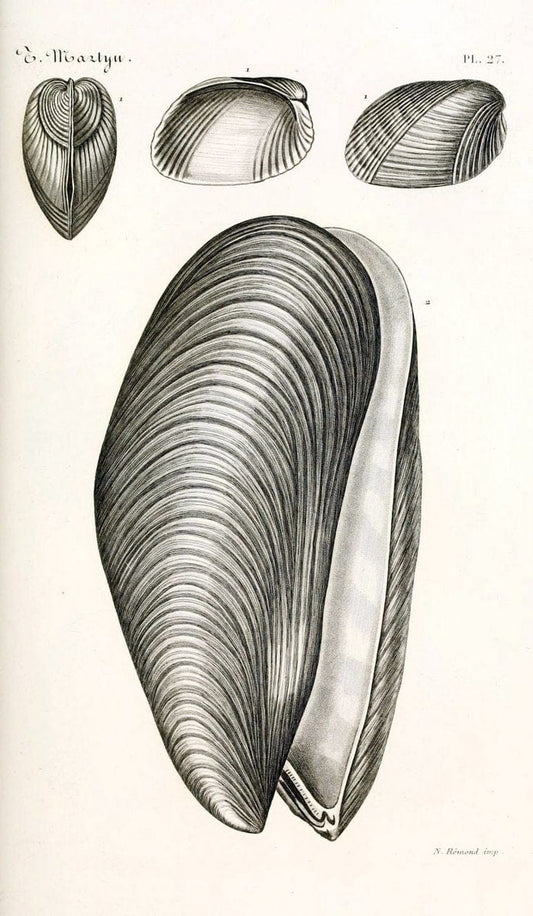 BibliothÃ¨que conchyliologique. Paris,A. Franck,1845-1846.  | "Catalogs and collections" Mollusks Shells  | Vintage Print Reproduction 460824