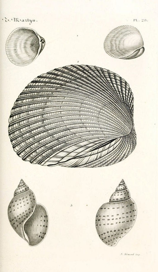 BibliothÃ¨que conchyliologique. Paris,A. Franck,1845-1846.  | "Catalogs and collections" Mollusks Shells  | Vintage Print Reproduction 460825