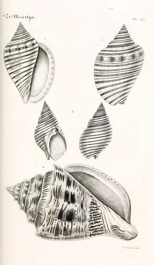 BibliothÃ¨que conchyliologique. Paris,A. Franck,1845-1846.  | "Catalogs and collections" Mollusks Shells  | Vintage Print Reproduction 460826