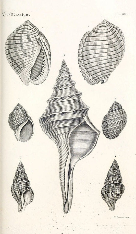 BibliothÃ¨que conchyliologique. Paris,A. Franck,1845-1846.  | "Catalogs and collections" Mollusks Shells  | Vintage Print Reproduction 460827