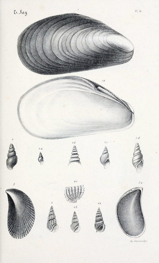 BibliothÃ¨que conchyliologique..ParisA. Franck,1845-1846.. |  | Vintage Print Reproduction 460828