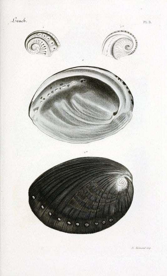 BibliothÃ¨que conchyliologique..ParisA. Franck,1845-1846.. |  | Vintage Print Reproduction 460832