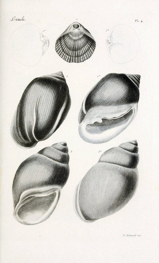 BibliothÃ¨que conchyliologique..ParisA. Franck,1845-1846.. |  | Vintage Print Reproduction 460833