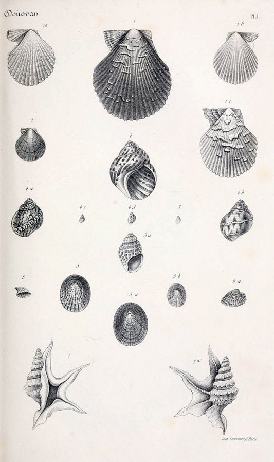 BibliothÃ¨que conchyliologique..ParisA. Franck,1845-1846.. |  | Vintage Print Reproduction 460838