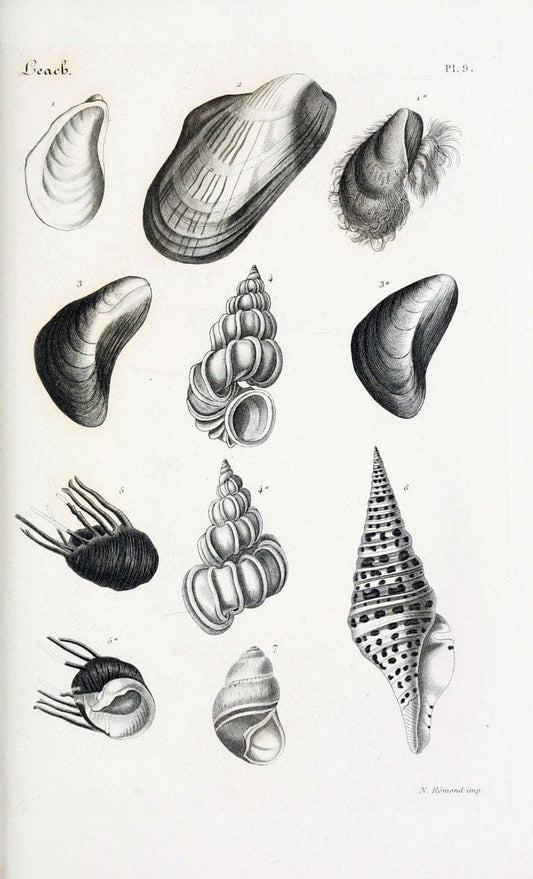 BibliothÃ¨que conchyliologique..ParisA. Franck,1845-1846.. |  | Vintage Print Reproduction 460839