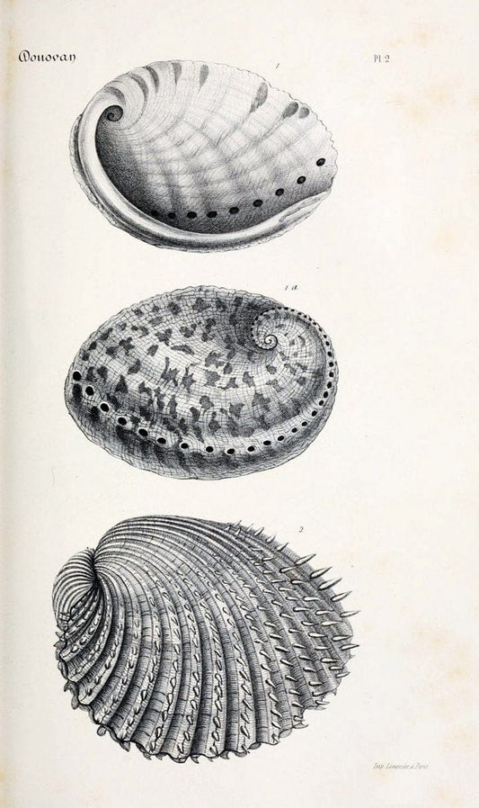 BibliothÃ¨que conchyliologique..ParisA. Franck,1845-1846.. |  | Vintage Print Reproduction 460840
