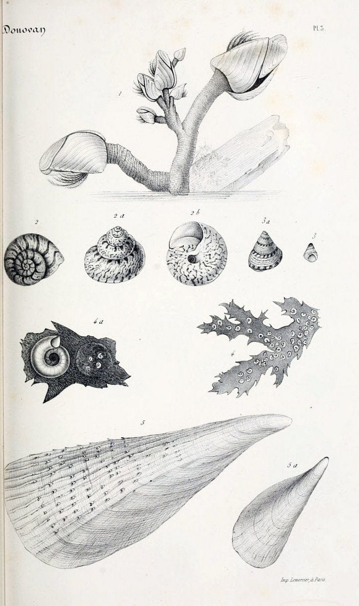 BibliothÃ¨que conchyliologique..ParisA. Franck,1845-1846.. |  | Vintage Print Reproduction 460841
