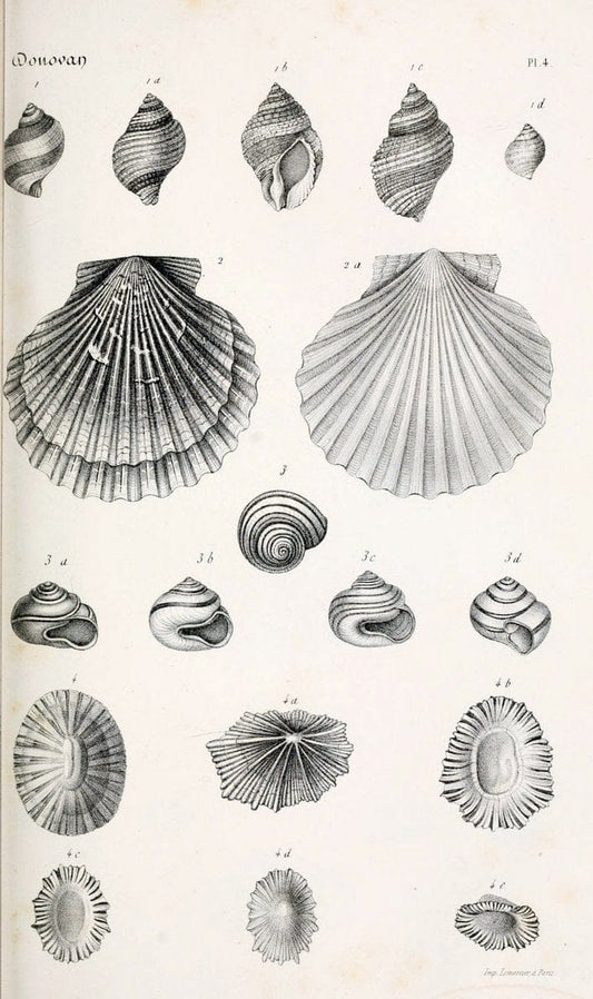 BibliothÃ¨que conchyliologique..ParisA. Franck,1845-1846.. |  | Vintage Print Reproduction 460842