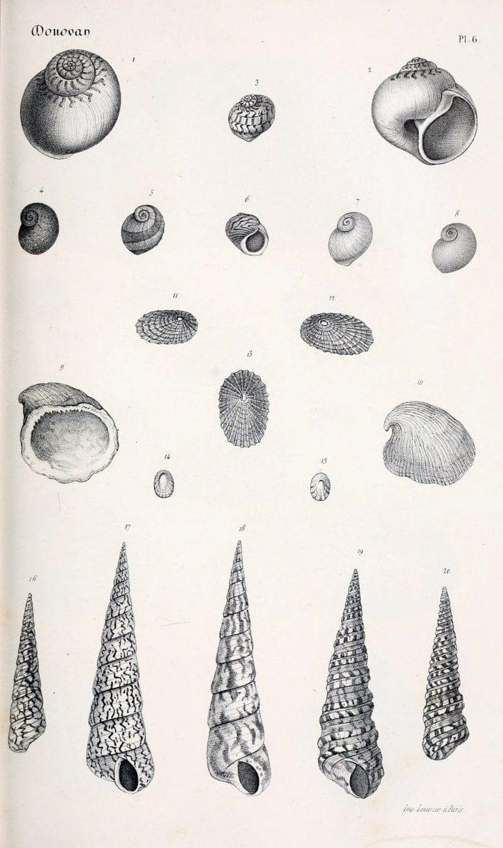 BibliothÃ¨que conchyliologique..ParisA. Franck,1845-1846.. |  | Vintage Print Reproduction 460844