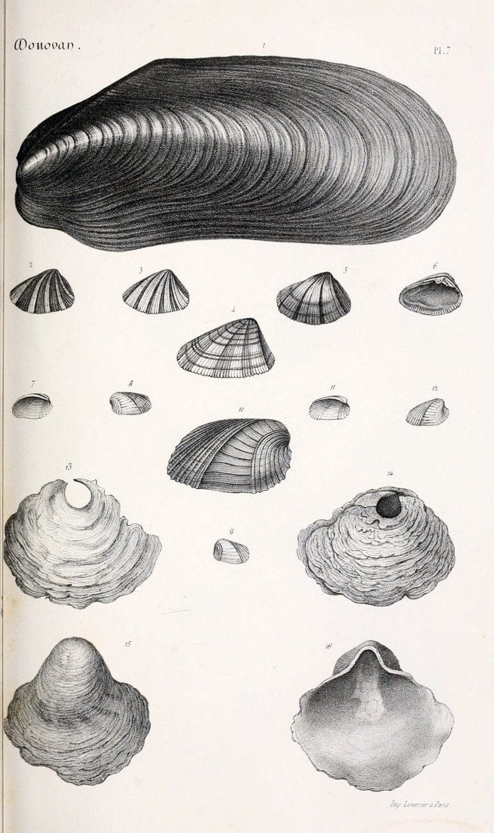 BibliothÃ¨que conchyliologique..ParisA. Franck,1845-1846.. |  | Vintage Print Reproduction 460845
