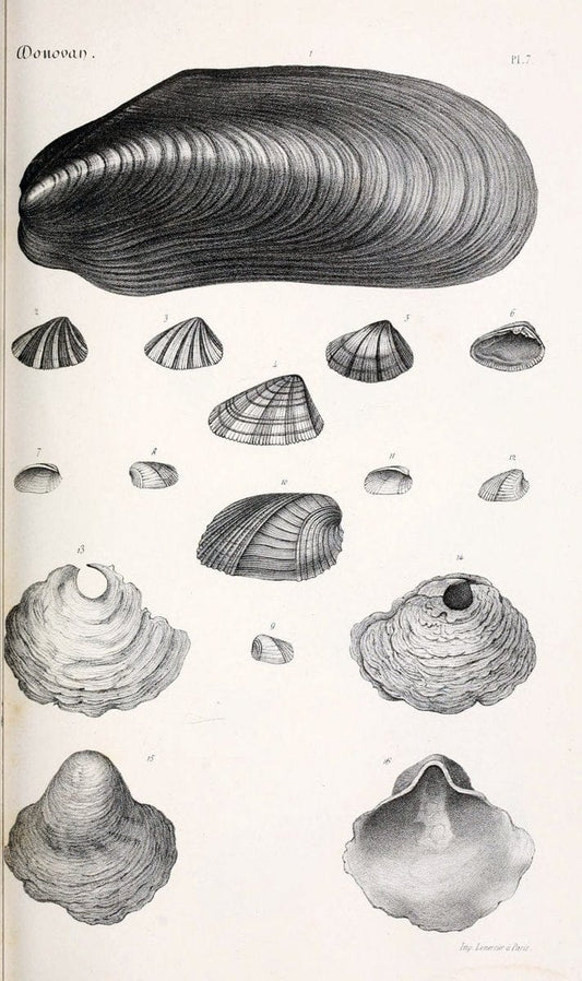 BibliothÃ¨que conchyliologique..ParisA. Franck,1845-1846.. |  | Vintage Print Reproduction 460845