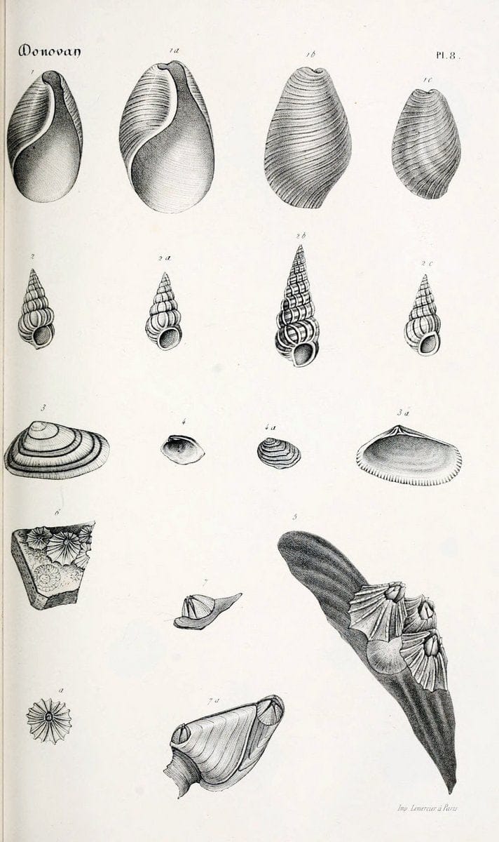 BibliothÃ¨que conchyliologique..ParisA. Franck,1845-1846.. |  | Vintage Print Reproduction 460846