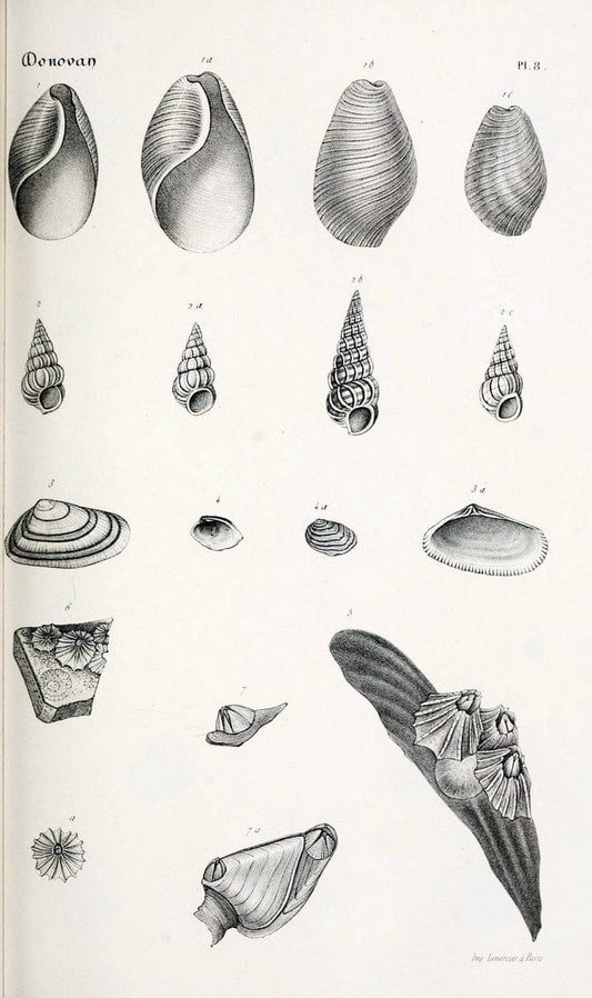 BibliothÃ¨que conchyliologique..ParisA. Franck,1845-1846.. |  | Vintage Print Reproduction 460846