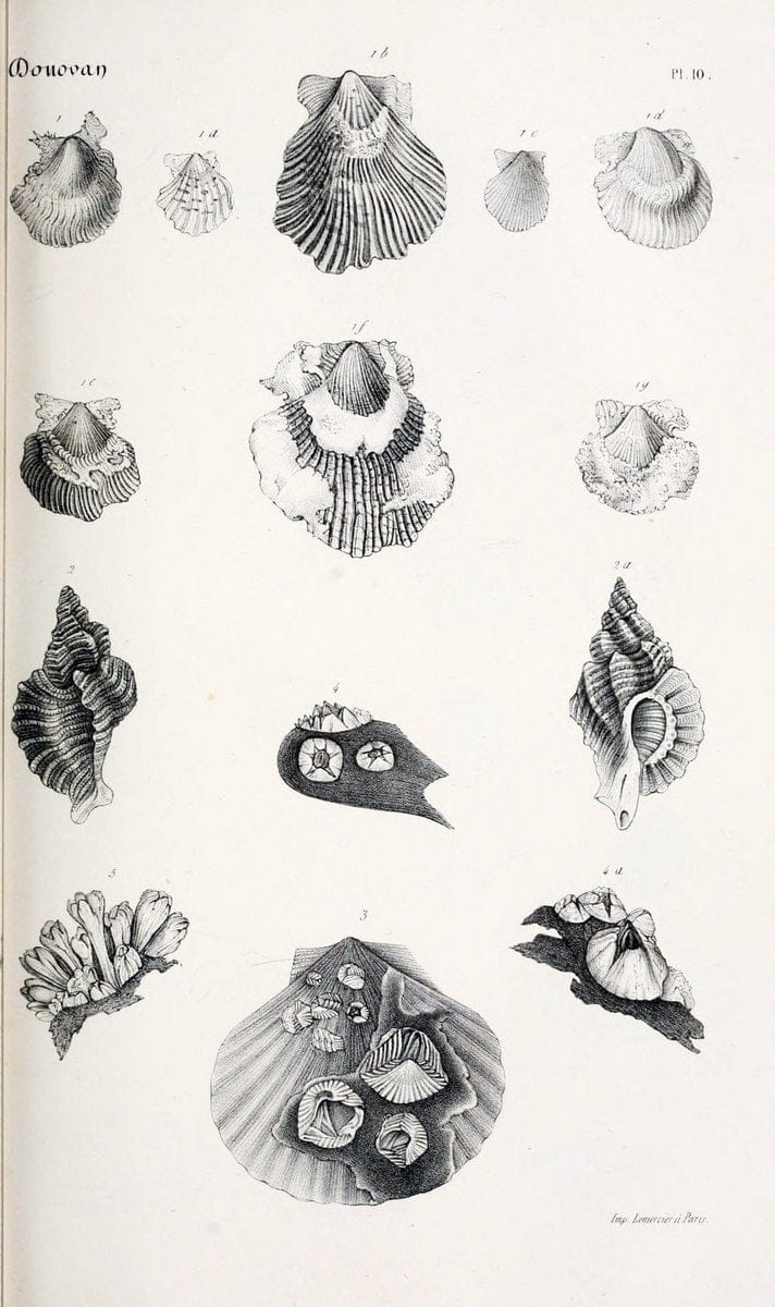 BibliothÃ¨que conchyliologique..ParisA. Franck,1845-1846.. |  | Vintage Print Reproduction 460848