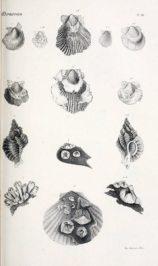 BibliothÃ¨que conchyliologique..ParisA. Franck,1845-1846.. |  | Vintage Print Reproduction 460848