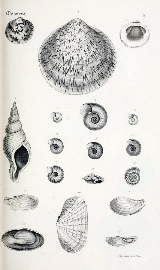 BibliothÃ¨que conchyliologique..ParisA. Franck,1845-1846.. |  | Vintage Print Reproduction 460849