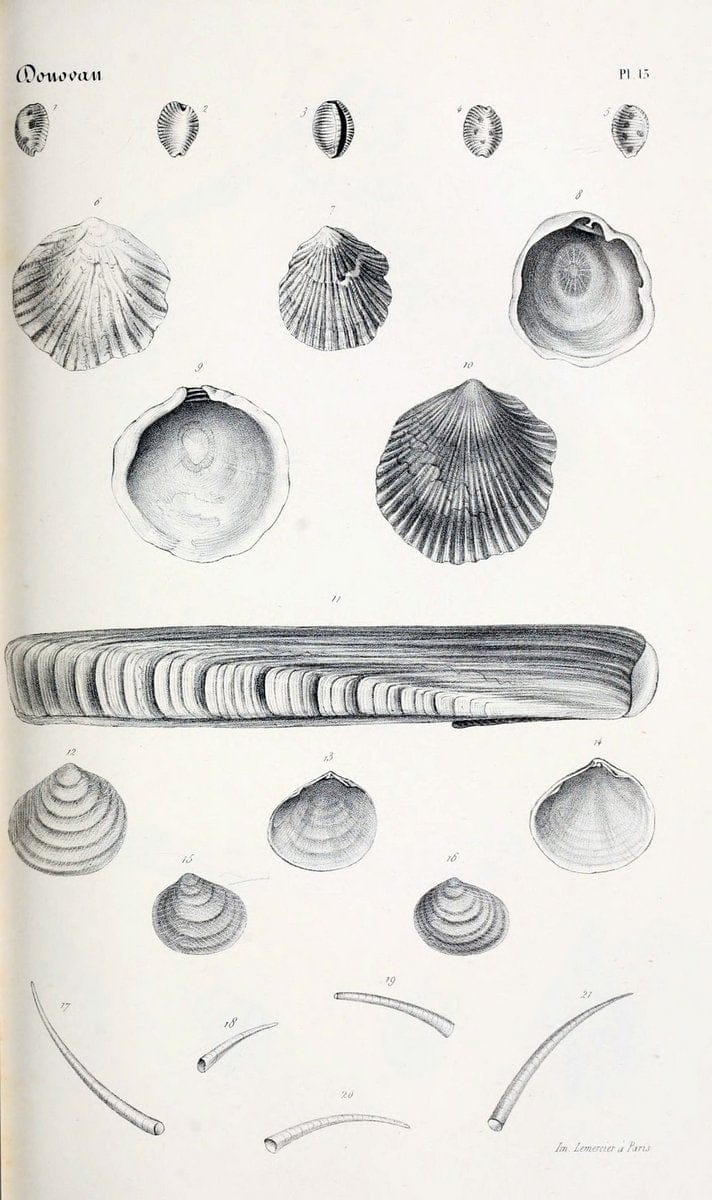 BibliothÃ¨que conchyliologique..ParisA. Franck,1845-1846.. |  | Vintage Print Reproduction 460851