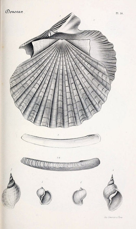 BibliothÃ¨que conchyliologique..ParisA. Franck,1845-1846.. |  | Vintage Print Reproduction 460852