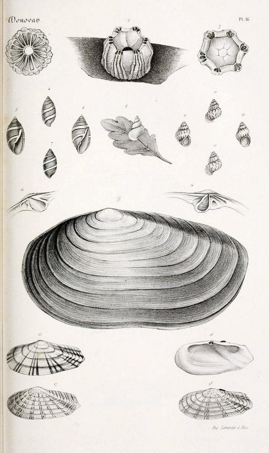 BibliothÃ¨que conchyliologique..ParisA. Franck,1845-1846.. |  | Vintage Print Reproduction 460854