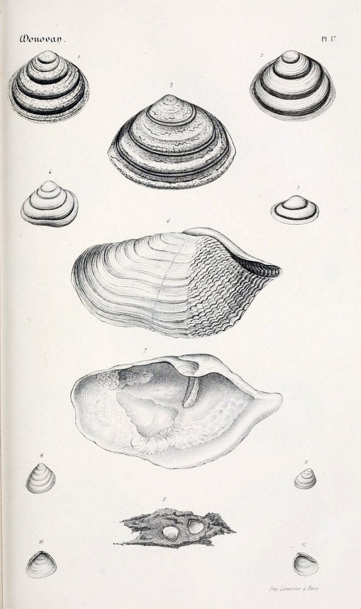 BibliothÃ¨que conchyliologique..ParisA. Franck,1845-1846.. |  | Vintage Print Reproduction 460855