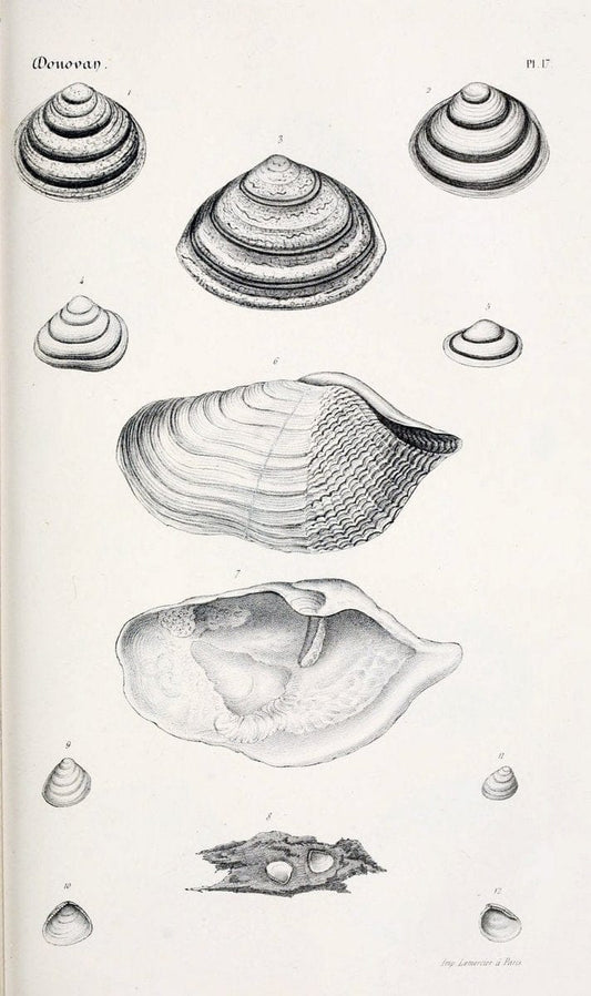 BibliothÃ¨que conchyliologique..ParisA. Franck,1845-1846.. |  | Vintage Print Reproduction 460855