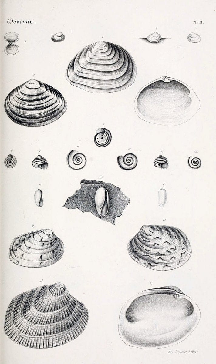 BibliothÃ¨que conchyliologique..ParisA. Franck,1845-1846.. |  | Vintage Print Reproduction 460856
