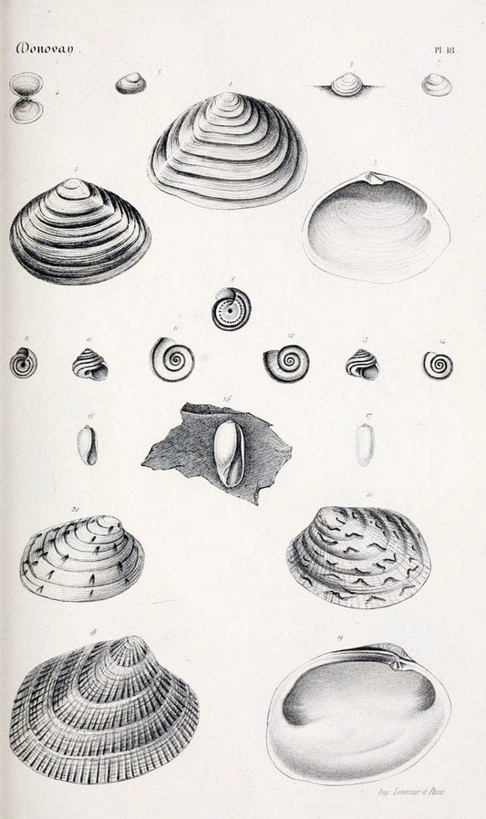 BibliothÃ¨que conchyliologique..ParisA. Franck,1845-1846.. |  | Vintage Print Reproduction 460856