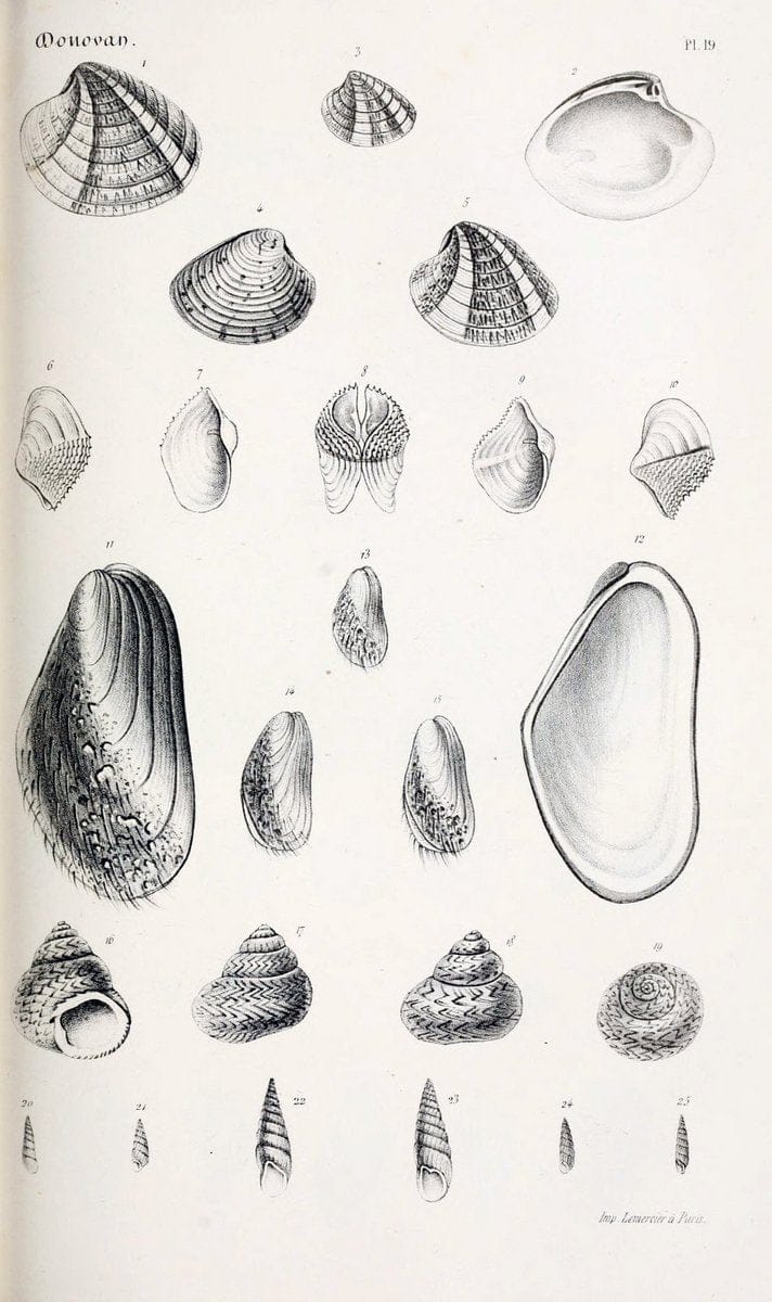 BibliothÃ¨que conchyliologique..ParisA. Franck,1845-1846.. |  | Vintage Print Reproduction 460857