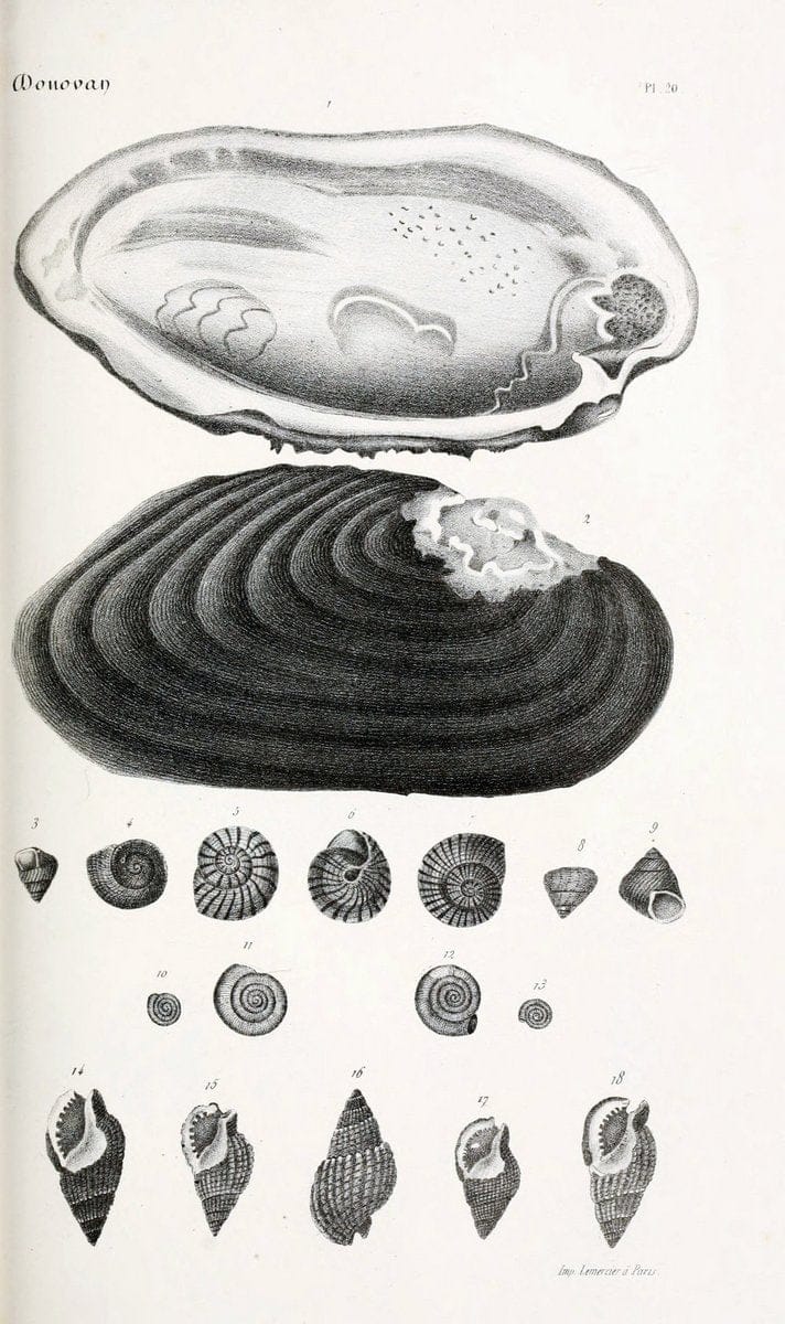 BibliothÃ¨que conchyliologique..ParisA. Franck,1845-1846.. |  | Vintage Print Reproduction 460858