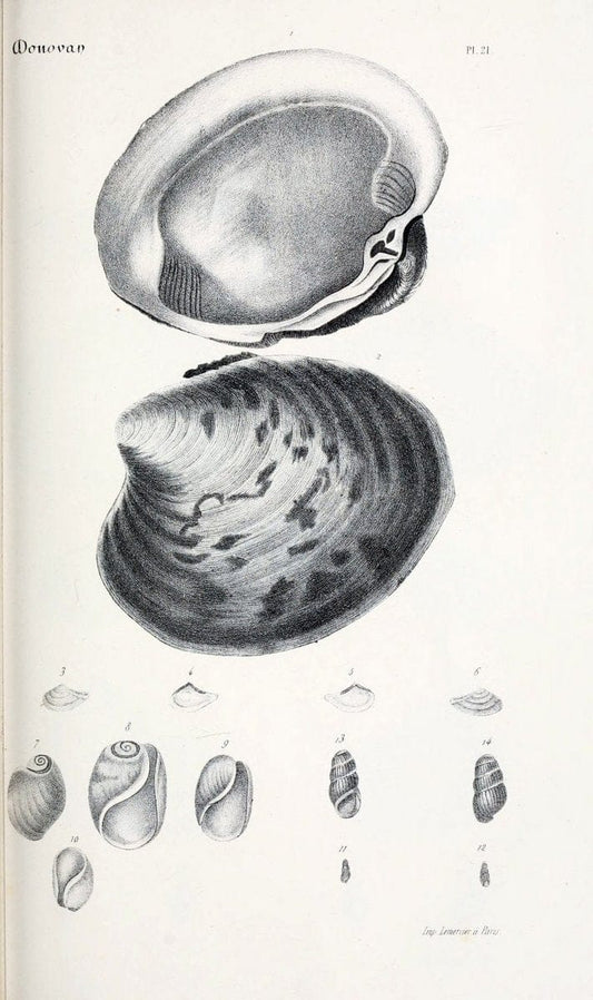 BibliothÃ¨que conchyliologique..ParisA. Franck,1845-1846.. |  | Vintage Print Reproduction 460860