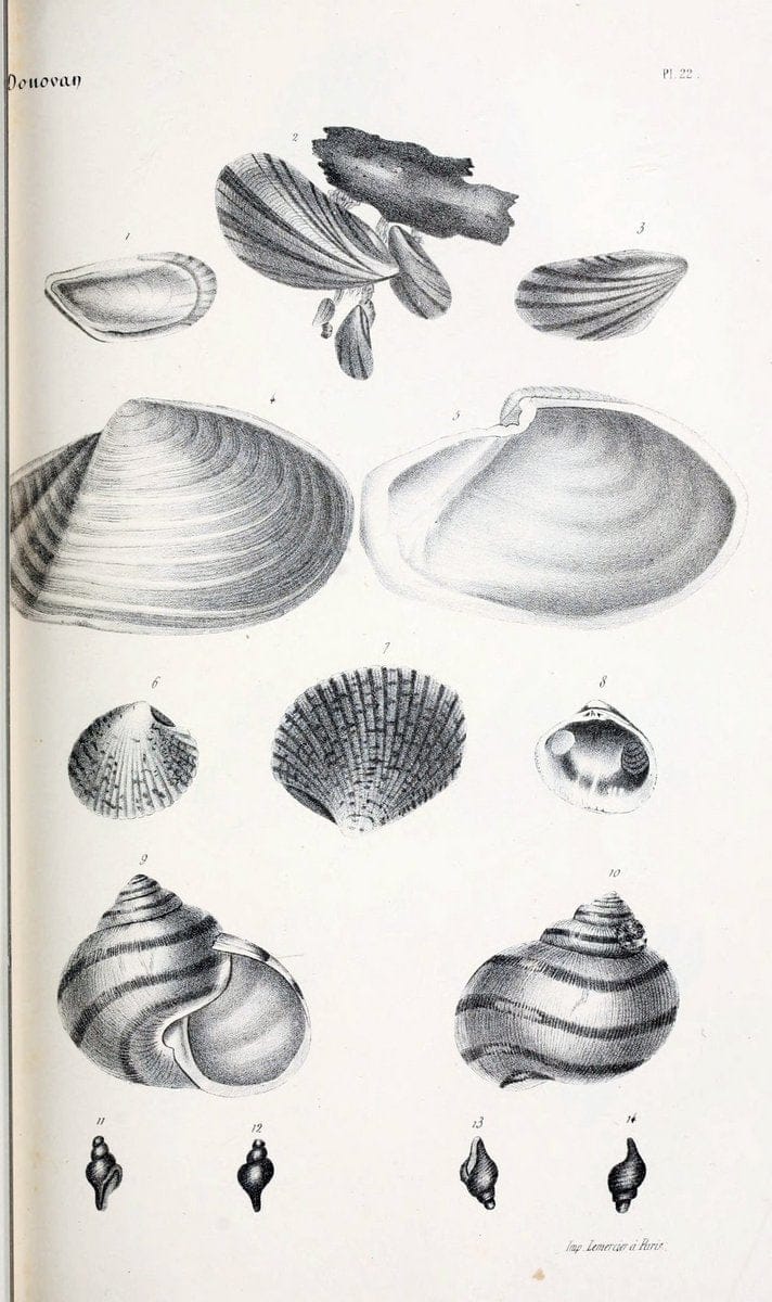 BibliothÃ¨que conchyliologique..ParisA. Franck,1845-1846.. |  | Vintage Print Reproduction 460862