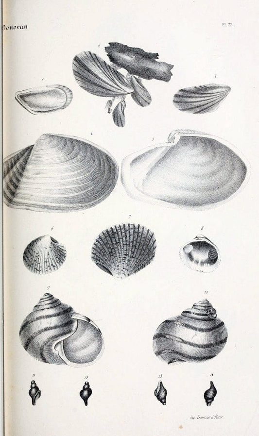 BibliothÃ¨que conchyliologique..ParisA. Franck,1845-1846.. |  | Vintage Print Reproduction 460862
