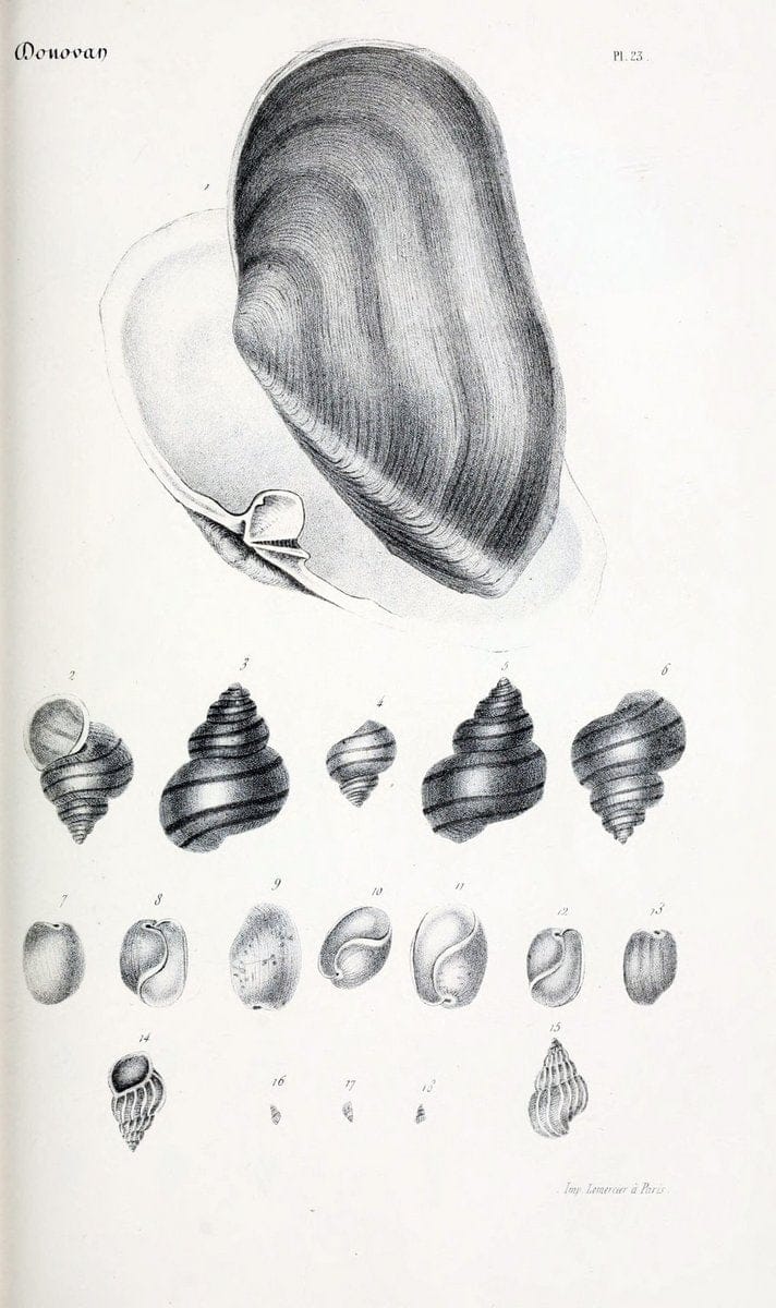 BibliothÃ¨que conchyliologique..ParisA. Franck,1845-1846.. |  | Vintage Print Reproduction 460864