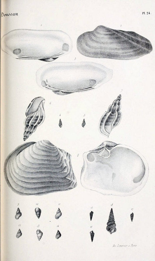 BibliothÃ¨que conchyliologique..ParisA. Franck,1845-1846.. |  | Vintage Print Reproduction 460866