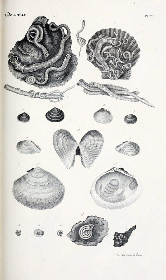 BibliothÃ¨que conchyliologique..ParisA. Franck,1845-1846.. |  | Vintage Print Reproduction 460867
