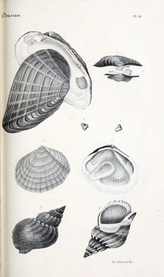 BibliothÃ¨que conchyliologique..ParisA. Franck,1845-1846.. |  | Vintage Print Reproduction 460868