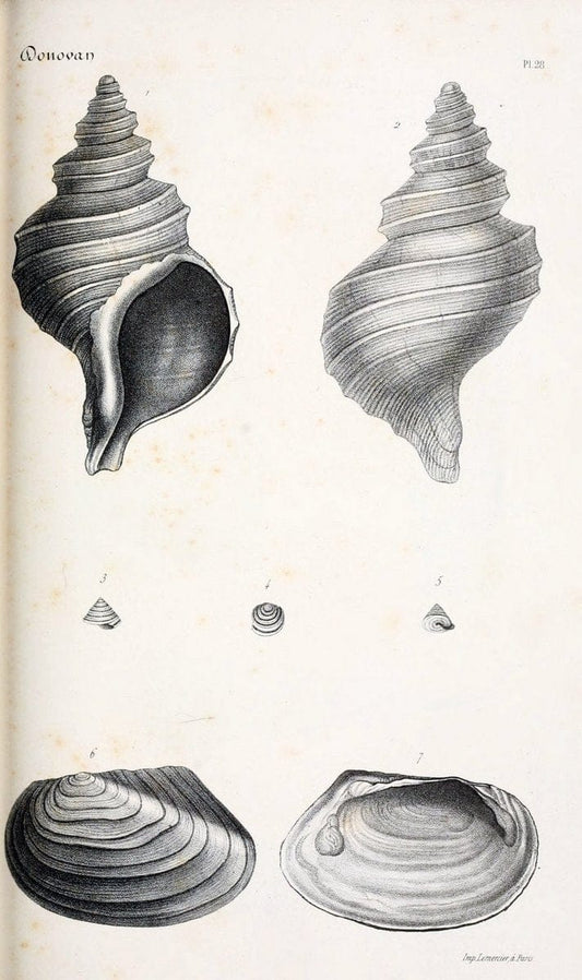 BibliothÃ¨que conchyliologique..ParisA. Franck,1845-1846.. |  | Vintage Print Reproduction 460870