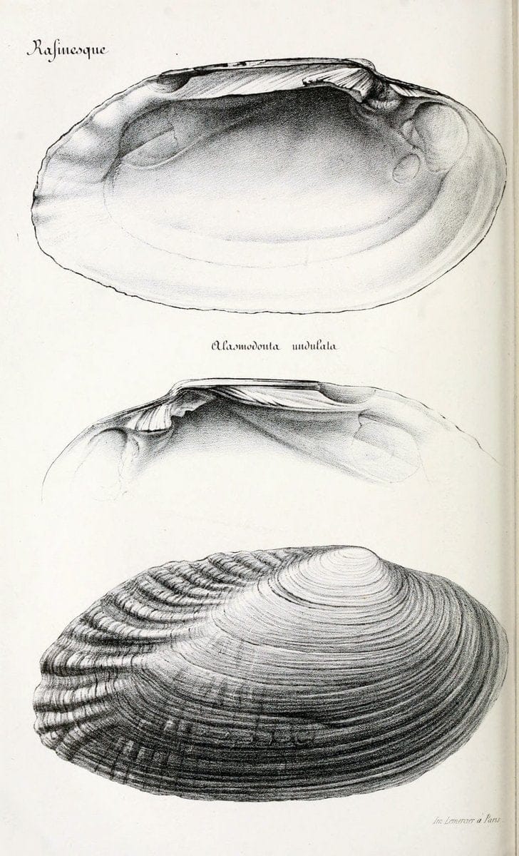Dragable Image