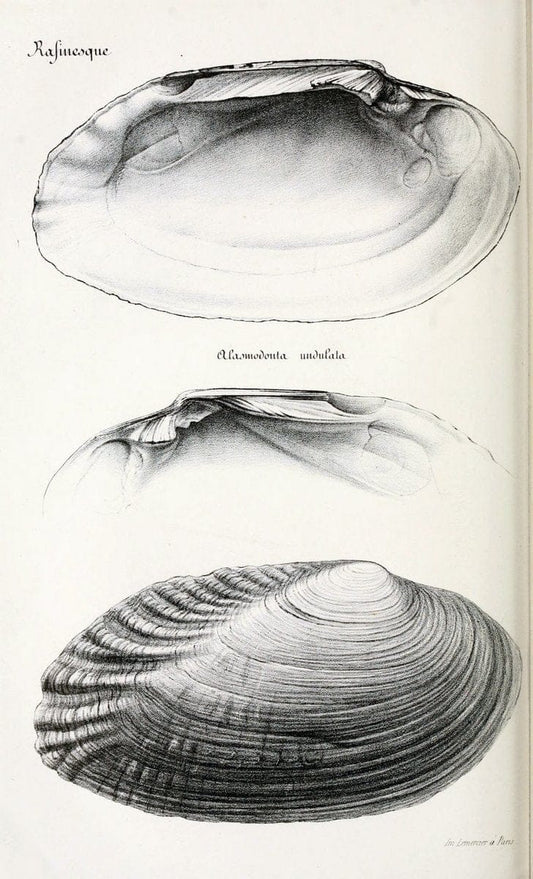 BibliothÃ¨que conchyliologique..ParisA. Franck,1845-1846.. |  | Vintage Print Reproduction 460871